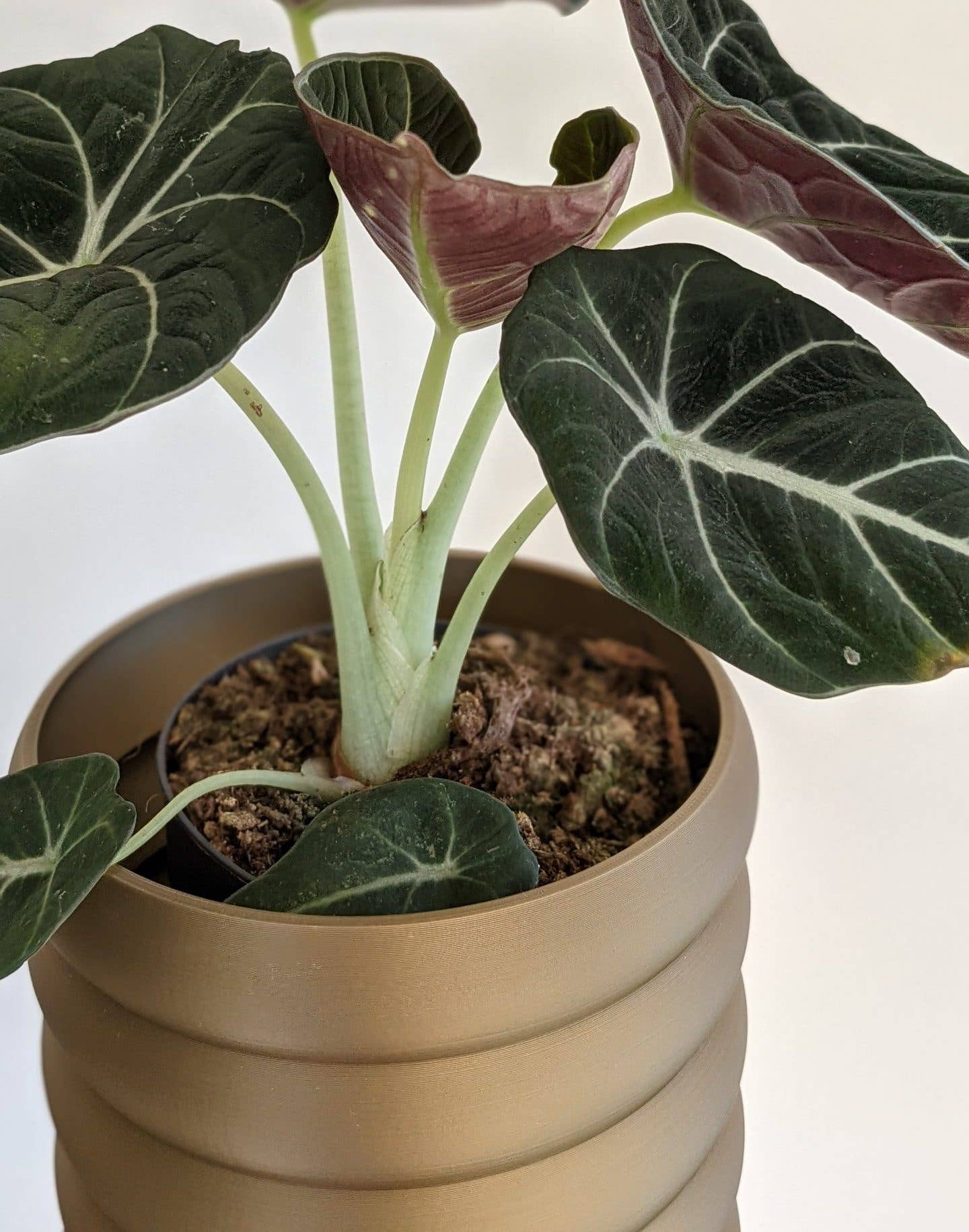 CAMBIFOLIA - Wholesale Plant Pot - Planter 5 rings 13cm 3D2