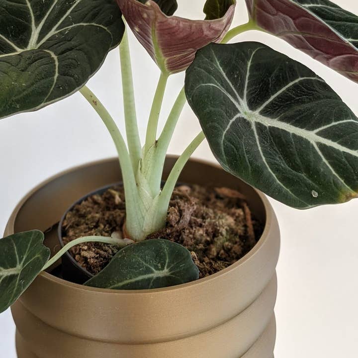 CAMBIFOLIA - Wholesale Plant Pot - Planter 5 rings 13cm 3D2