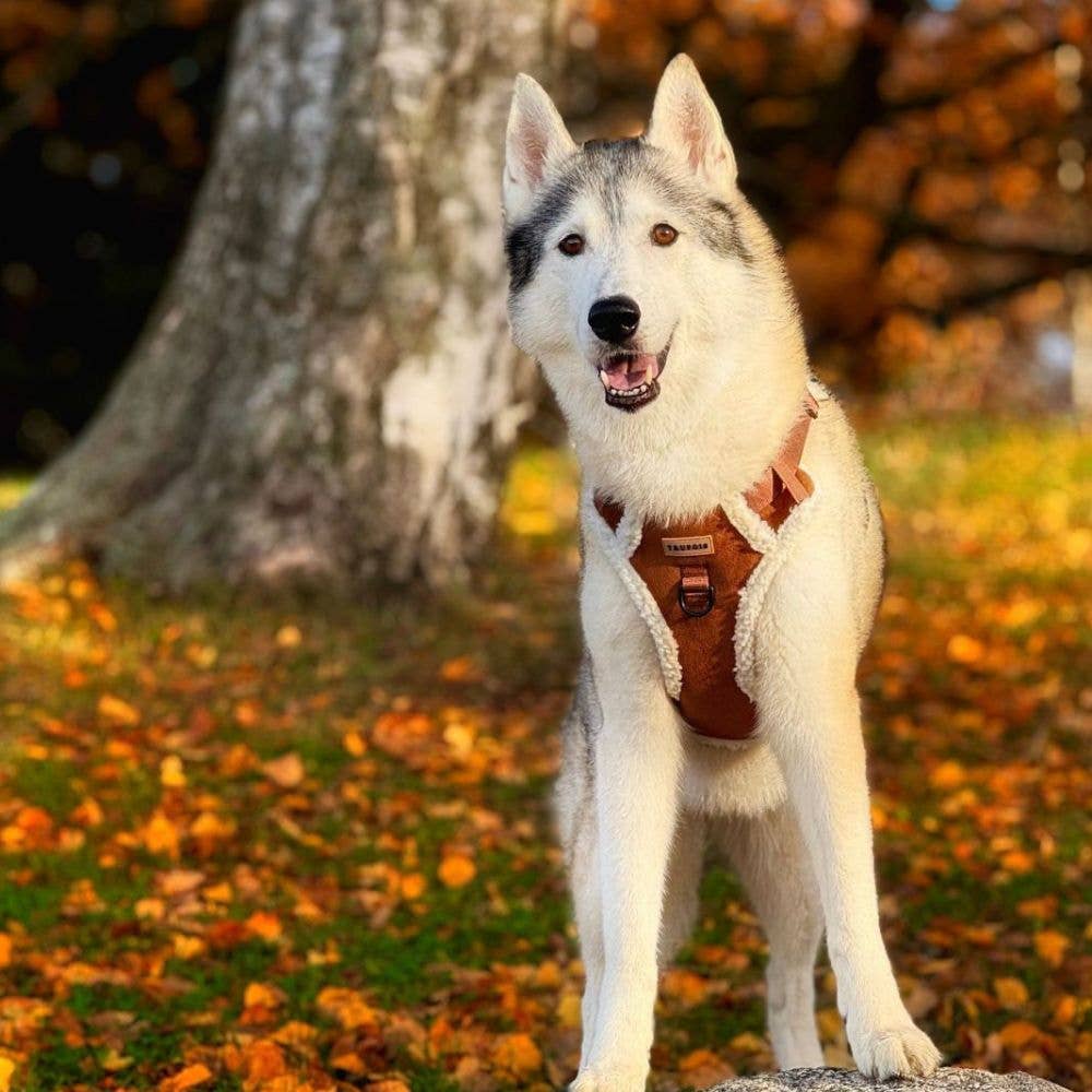 Trufois – wholesale Sele - Hund – Teddy Sisu Sele - Mocca7