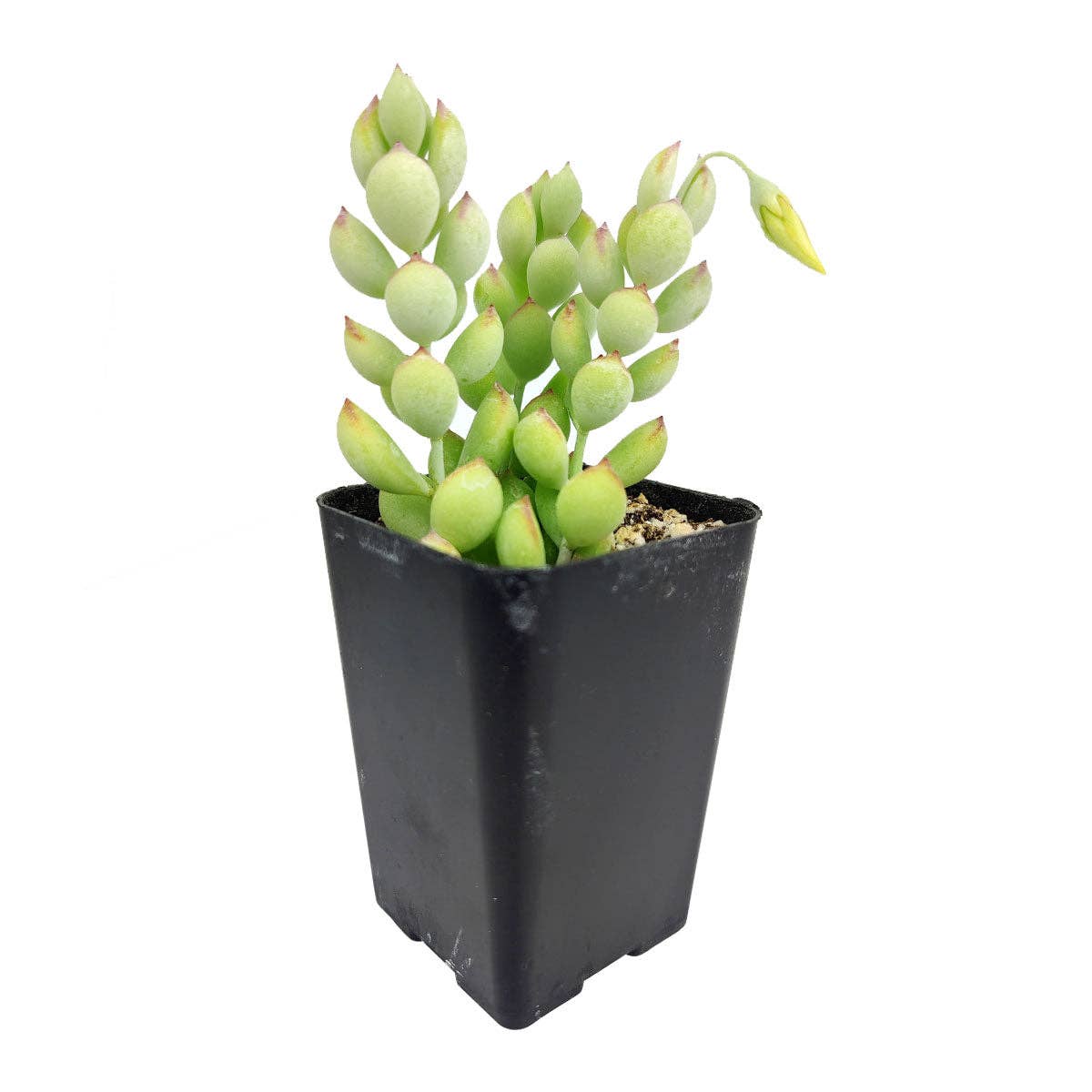 Best Plant Friend - Wholesale Succulent - Cotyledon Pendens - Cliff Cotyledon Succulents 4" Pot5