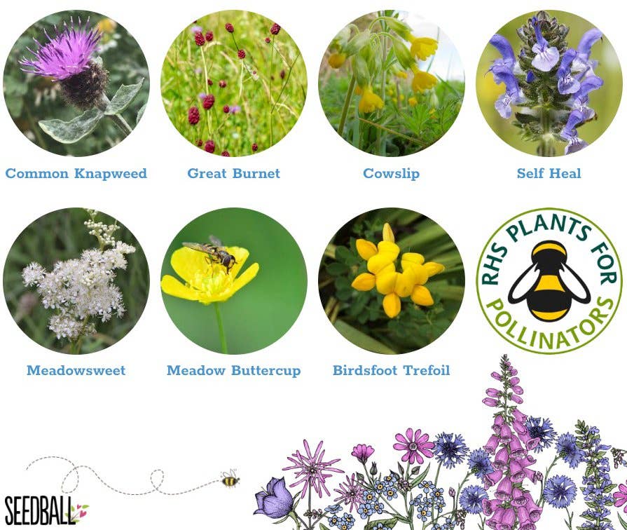 Seedball – wholesale Plant seeds – Bumblebee Seedball Wildflower Tins9