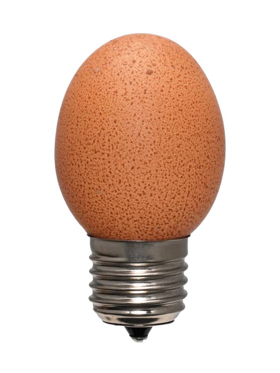 Eilampe Braun | Glühbirne aus echtem Ei für den Großhandel von Egglamp
