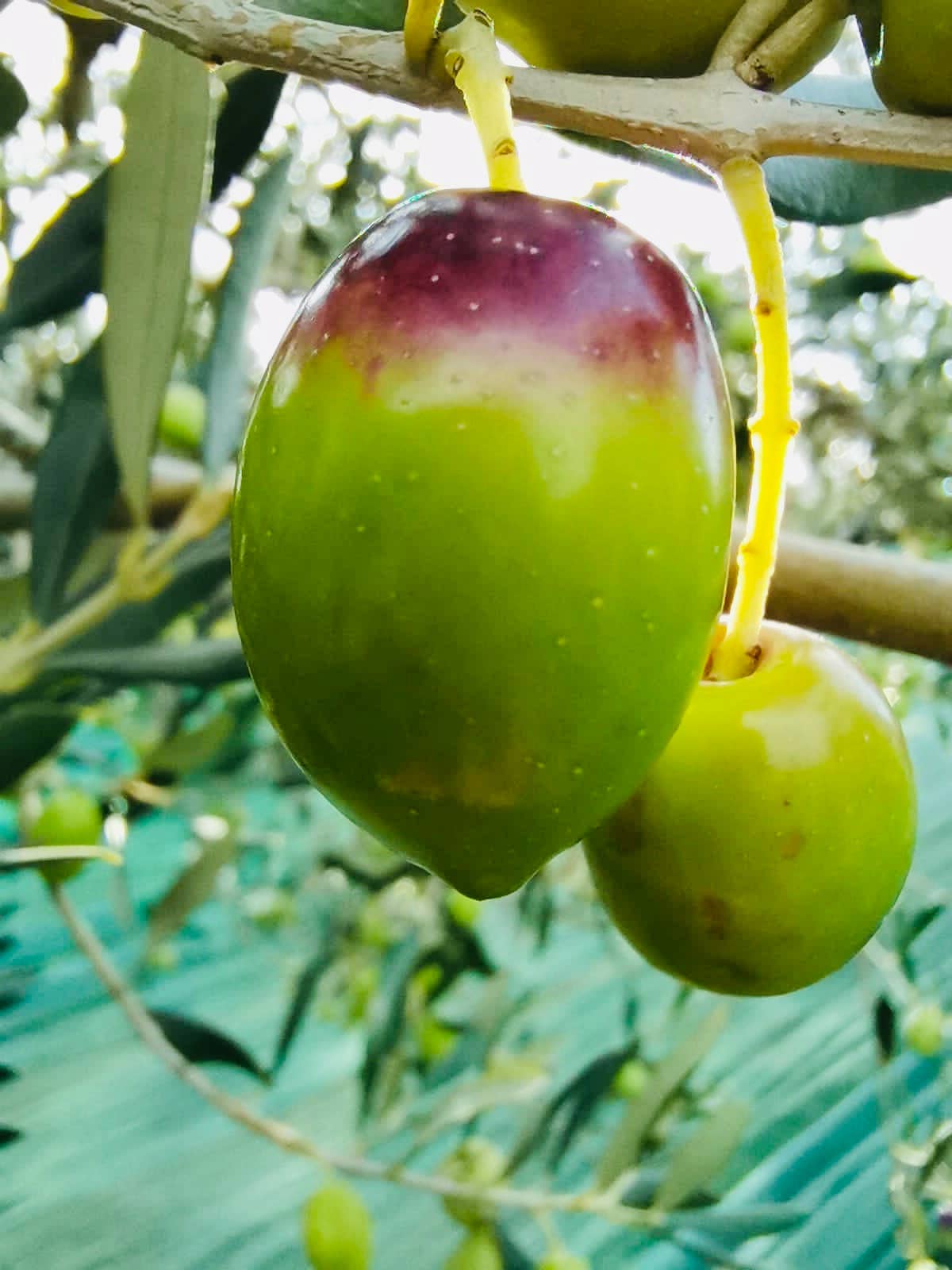 FIOR ROSSO – Großhandel Olivenöl – Natives Olivenöl Extra - Bianchera Belica - 500 ml4