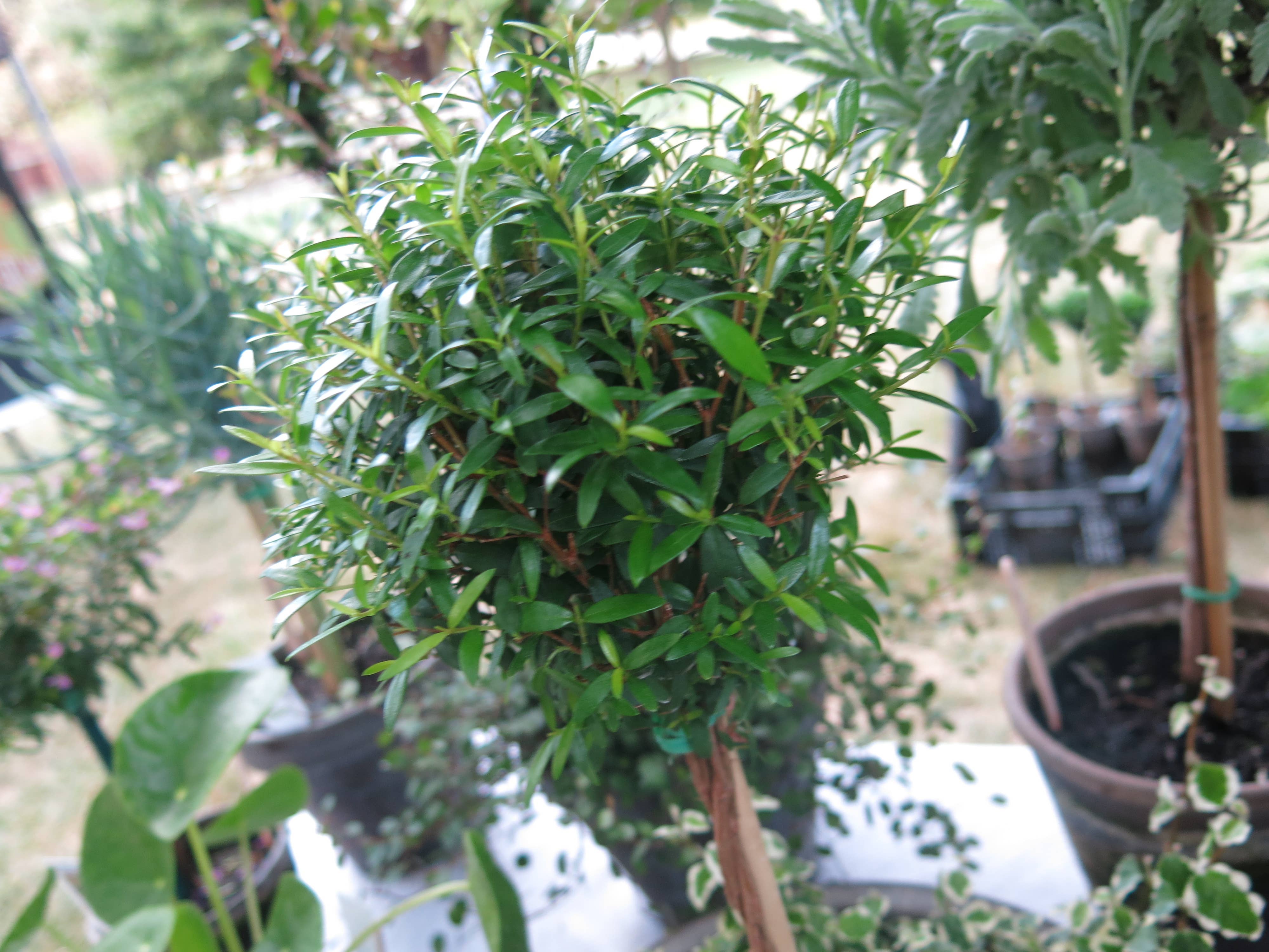 Sunrise Topiaries - Wholesale Live Plant - Live Single Ball Myrtle Topiary in 4 inch Pot3