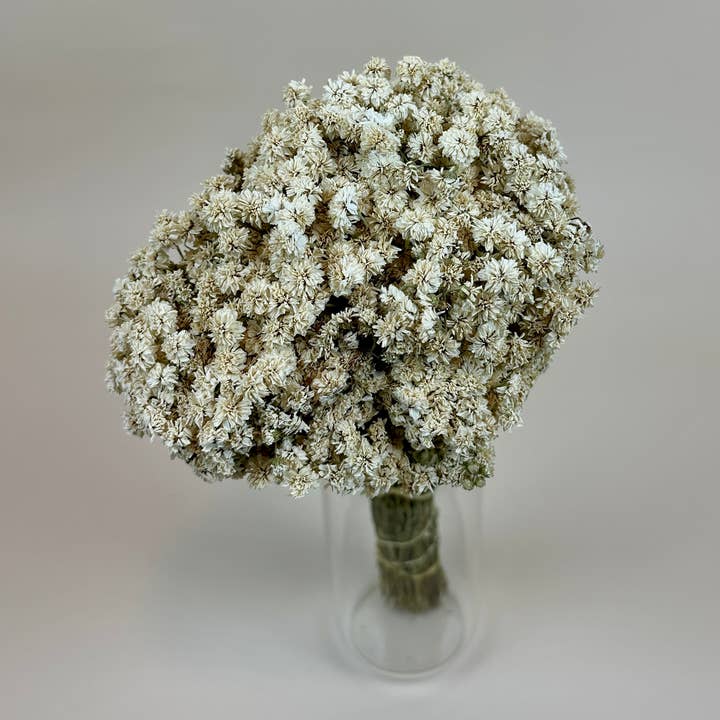 Lovejoy Farms Premium Dried Flowers - Venta al por mayor Flores secas/prensadas - Aquilea de Perla