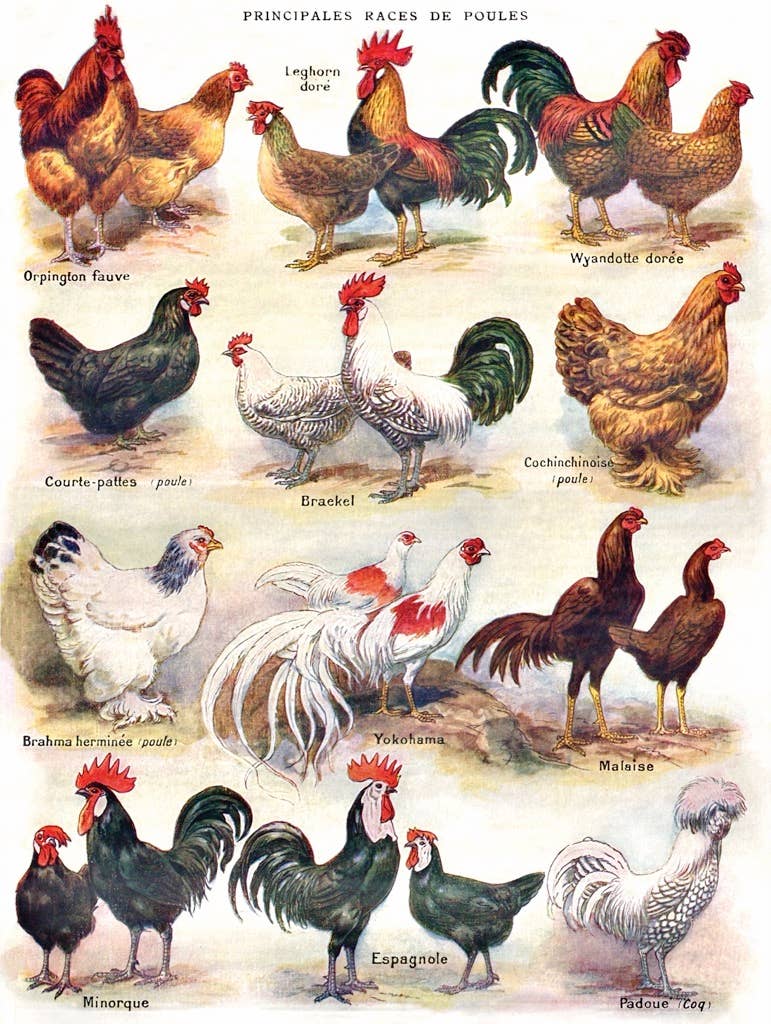New York Puzzle Company EU – Engroshandel Puslespil - Voksen – Poules ~ Poultry - 500 brikker puslespil2