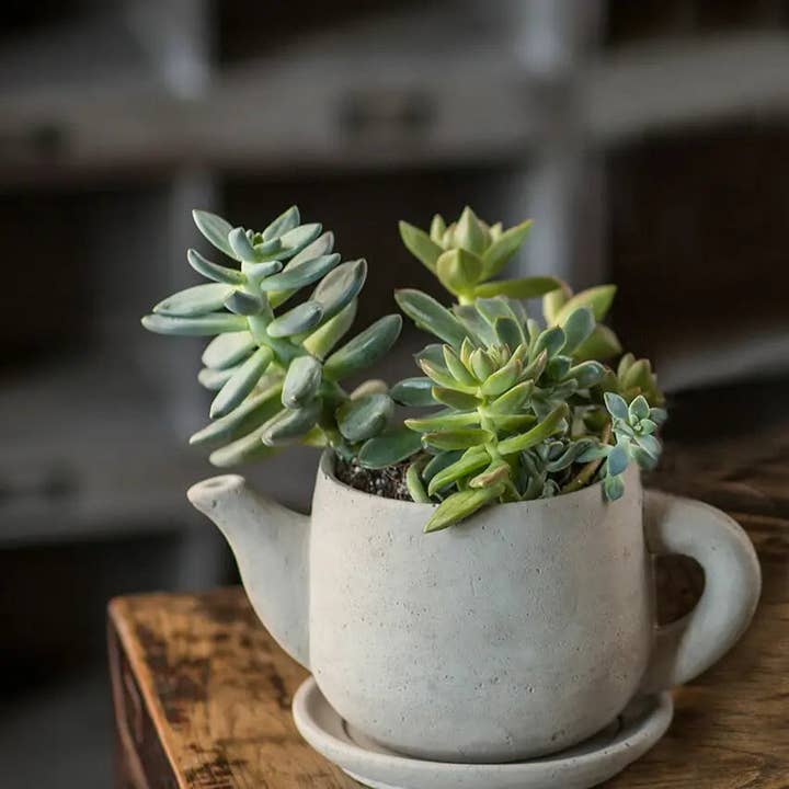 Concrete "Teapot" Planter for wholesale by Vagabond Vintage