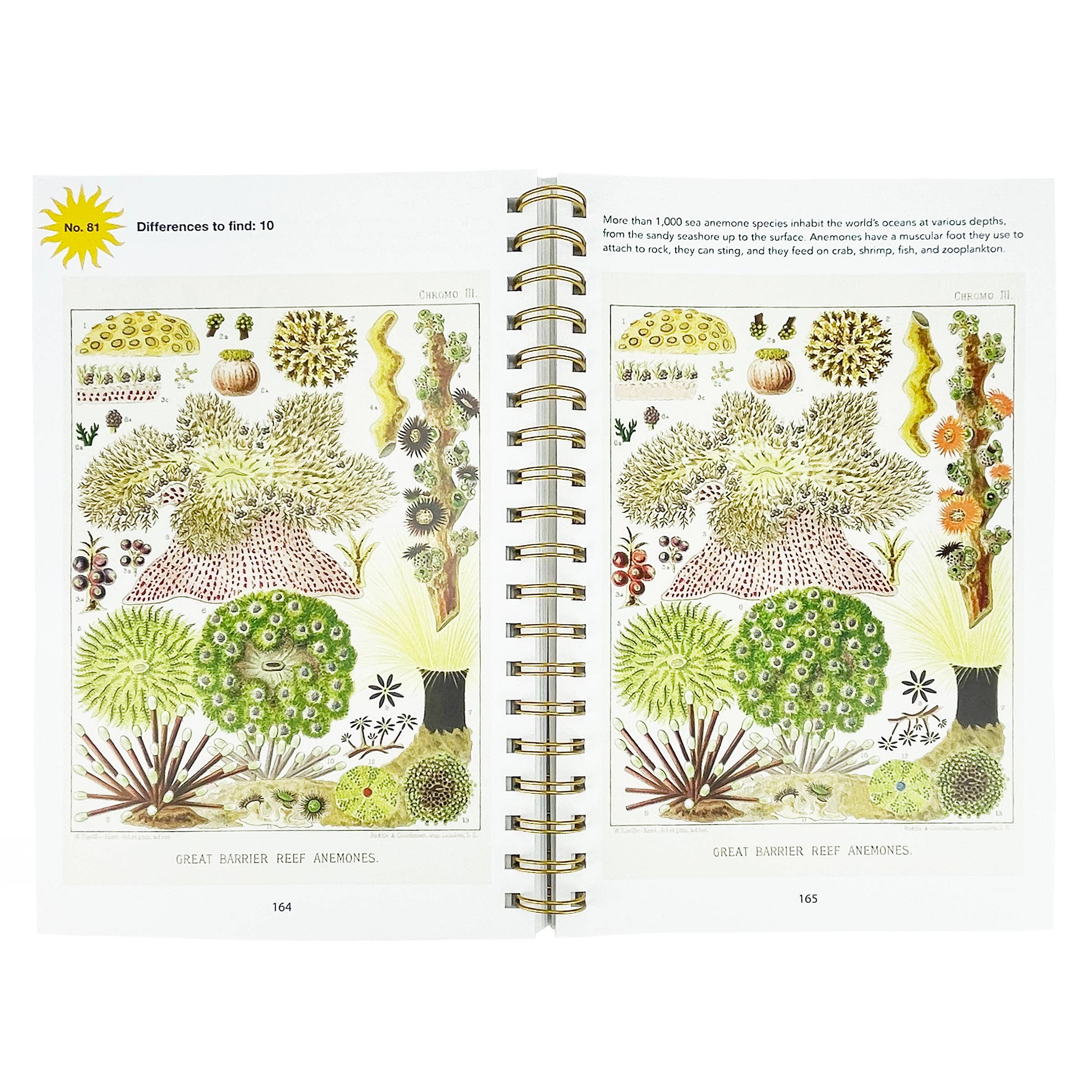 Cottage Door Press - Wholesale Coloring & Activity Book - Adult - Smithsonian Spot the Difference Natural Wonders Book2