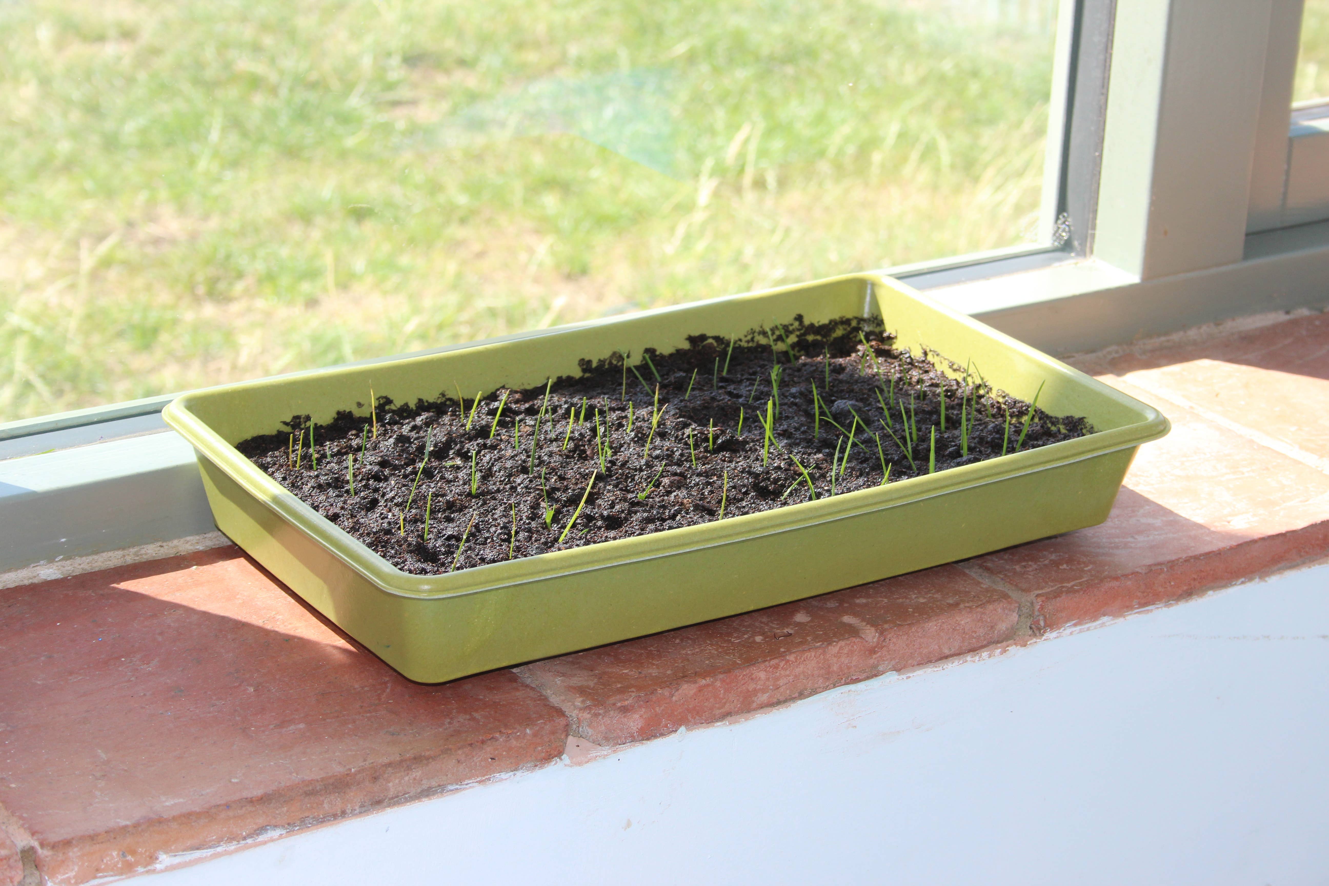 Vitality Hemp Limited - Wholesale Plant Pot - Biodegradeable Bamboo Seed trays3