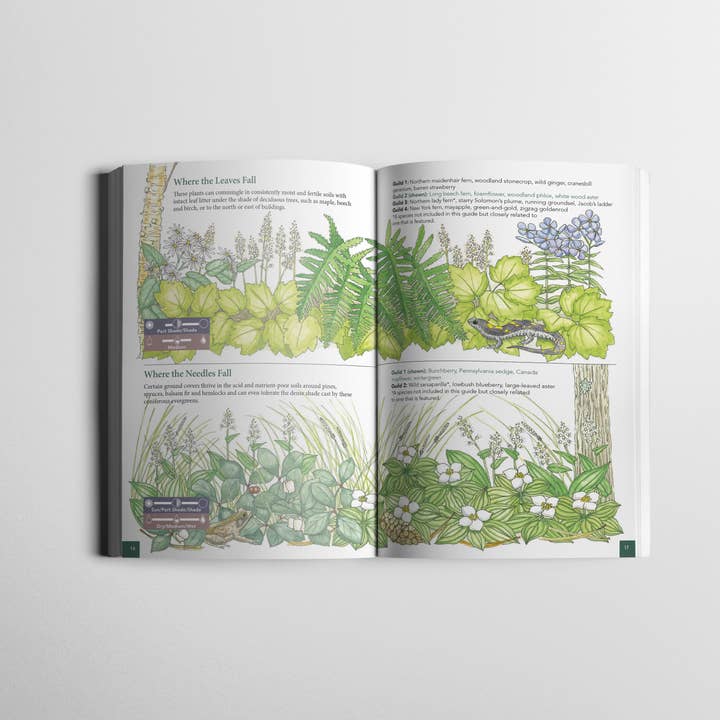 Wild Seed Project - Wholesale Book - Adult - Native Ground Covers for Northeast Landscapes