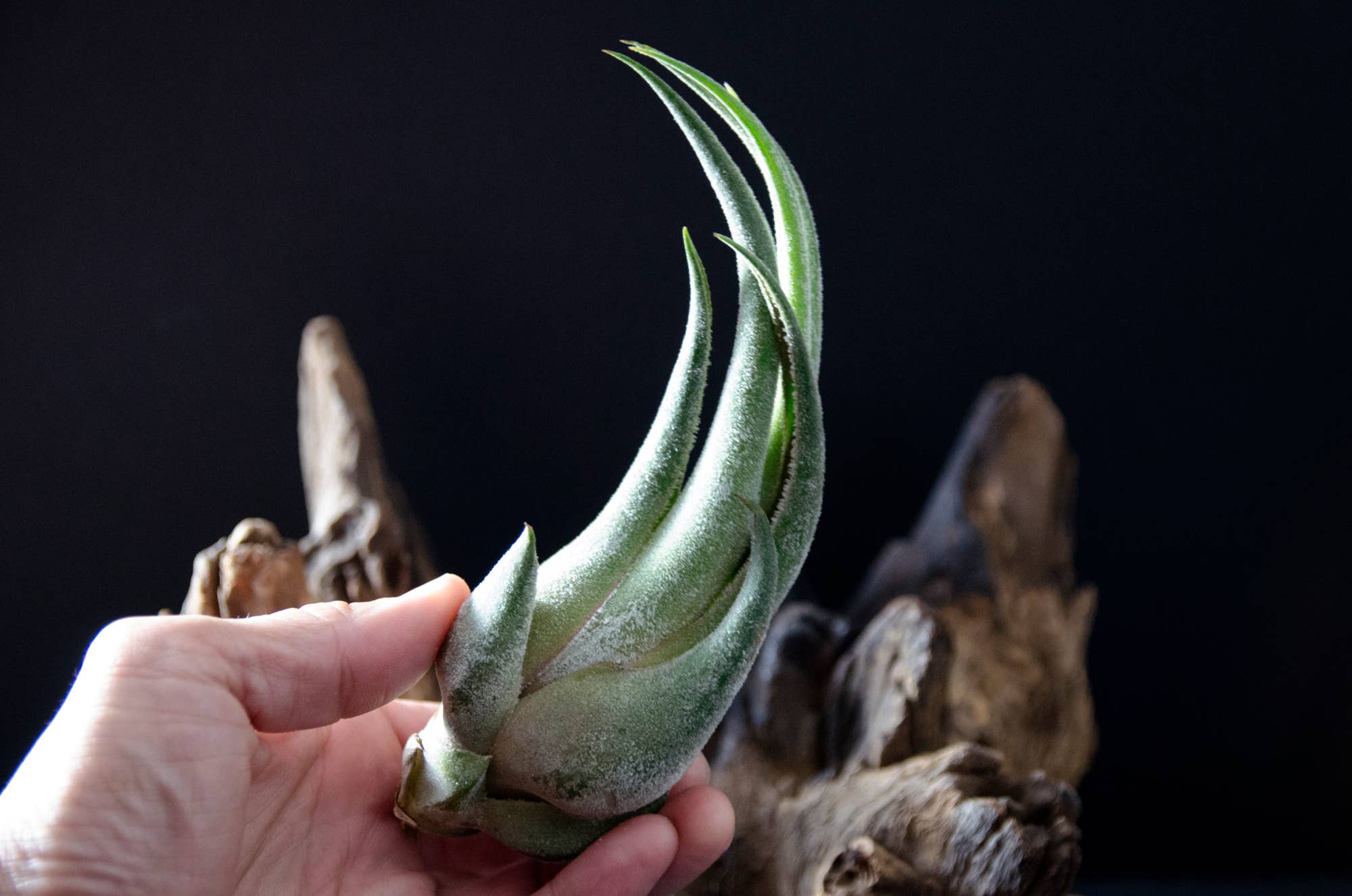 The Artizan Way - Wholesale Live Plant - Tillandsia Seleriana - Live Air Plant6