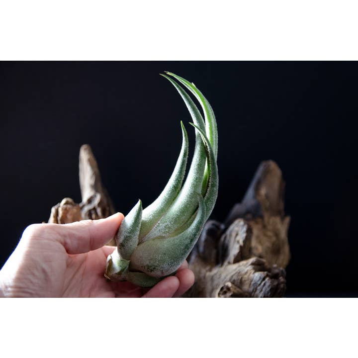 The Artizan Way - Wholesale Live Plant - Tillandsia Seleriana - Live Air Plant6
