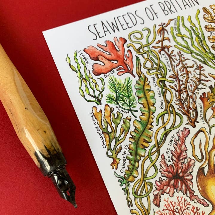 Alexia Claire Ltd – wholesale Postcard – Seaweed of Britain Art Blank Postcard5