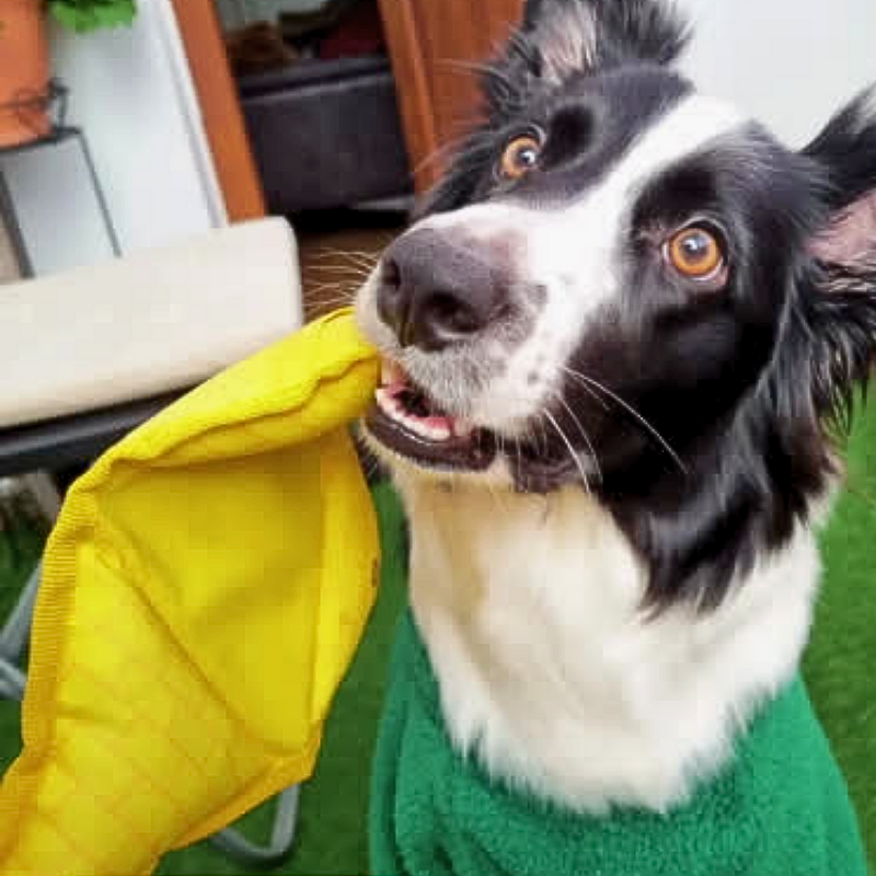 WufWuf - Wholesale Pet Toy - Dog - WufWuf 2-in-1 Pyramid Interactive Treat Dispensing Dog Toy1