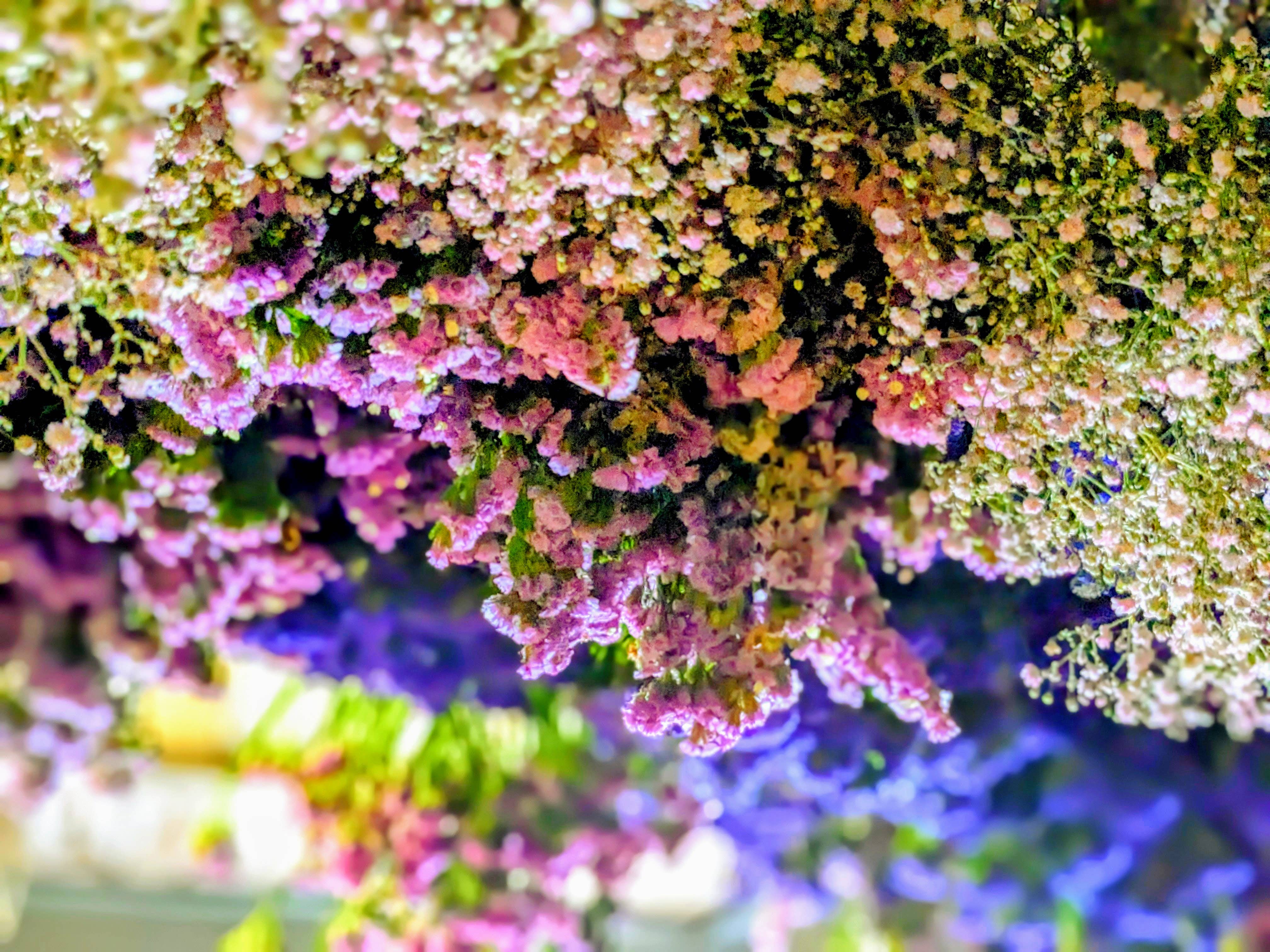 Daisy Gifts Ltd – wholesale Dried/pressed flowers – Lilac Statice Dried Flowers Bunch - Lavender Colour Limonium4