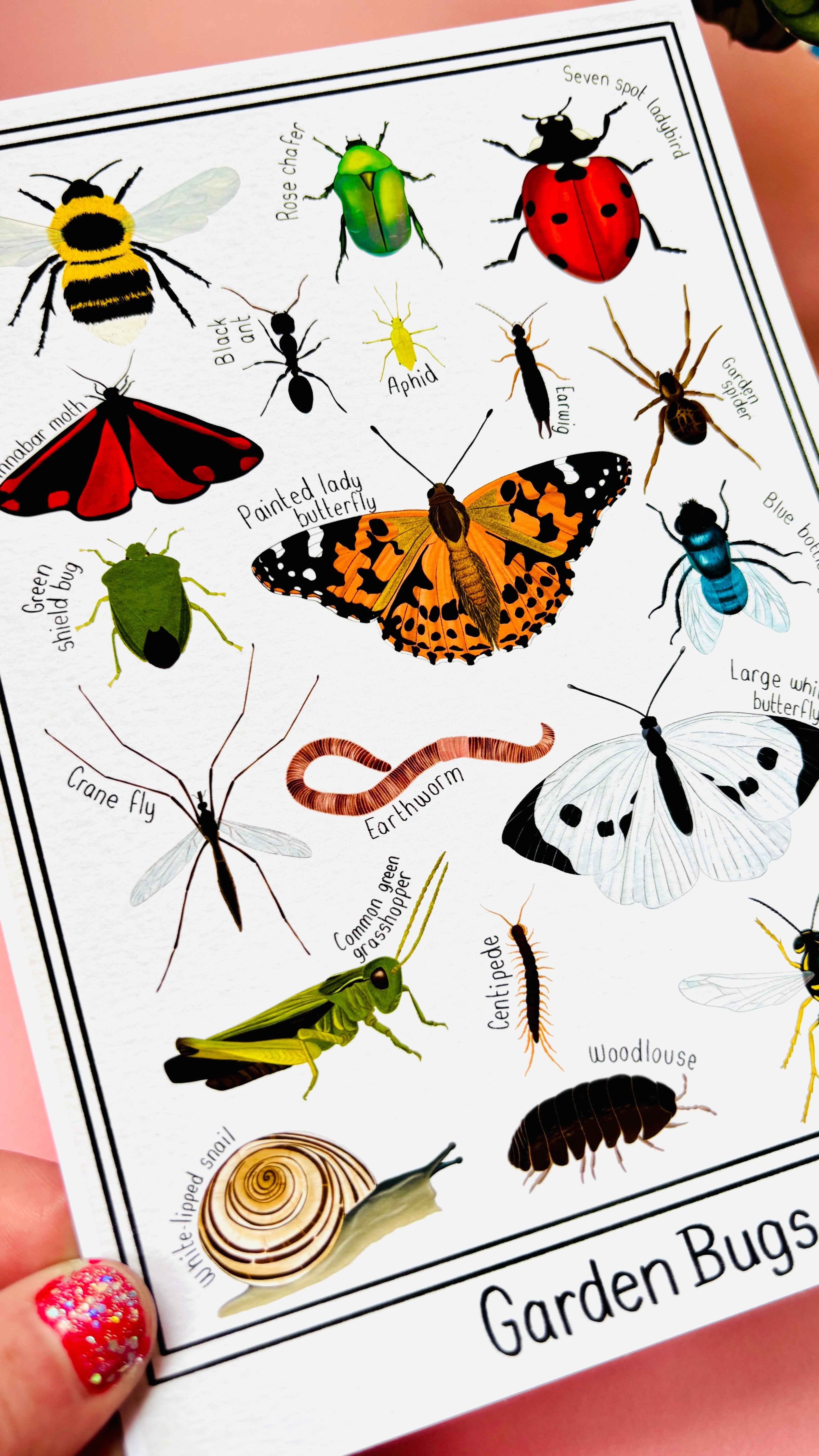 Pixiecraft - Wholesale Art Print - Garden Bug Wall Art Print: Nature Inspired Educational Prints5