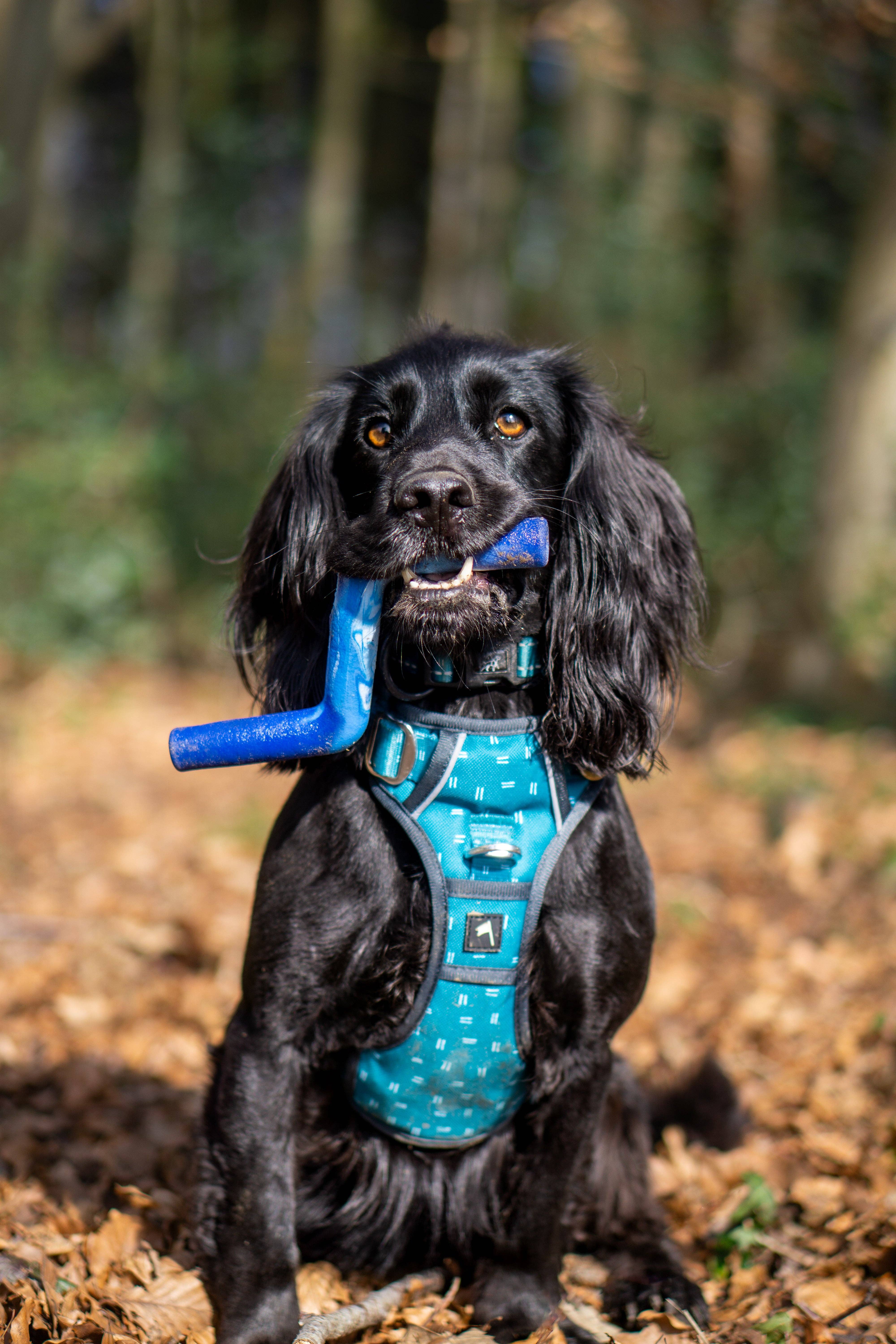 Twiggy Tags – wholesale Pet fetch ball – Dog – ZigZoom™ Interactive Safe Fetch Recycled Rubber Dog Toy1