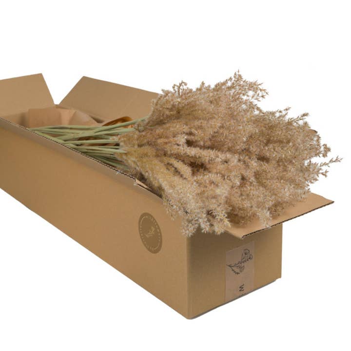 Dried Flowers - Miscanthus Natural 5pc for wholesale by Wildflowers by Floriette