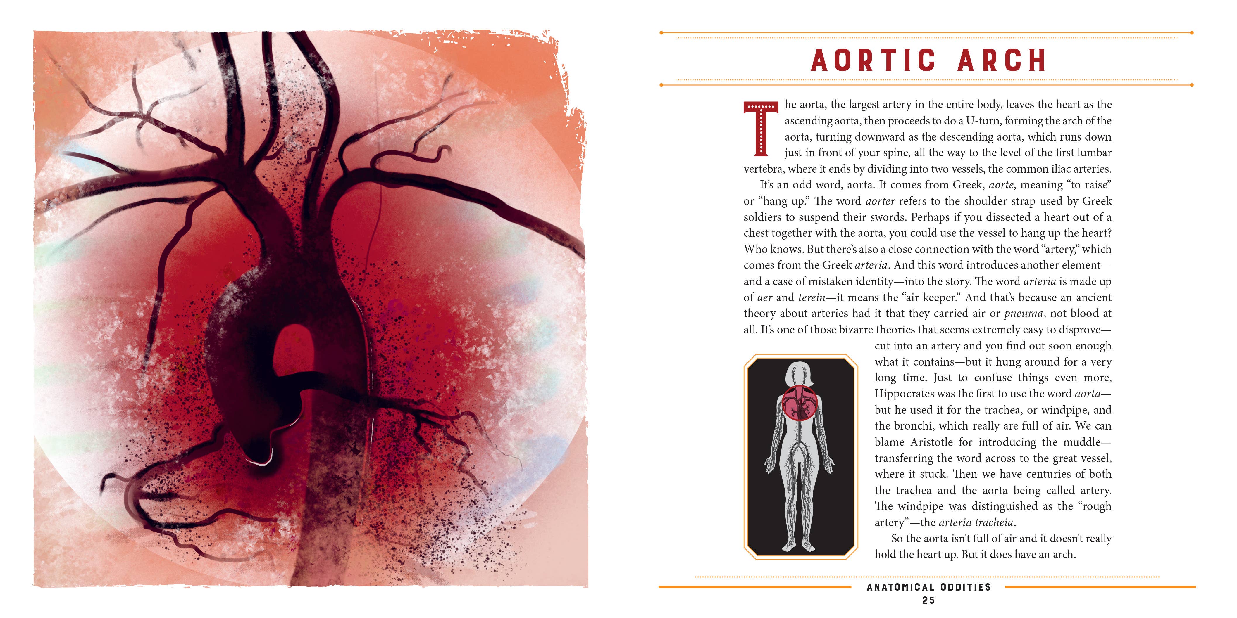 W. W. Norton - Wholesale Science & Math - Anatomical Oddities2