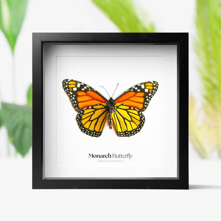 Curated Studio - Wholesale Wall Accent - Monarch Butterfly Insect Bug Taxidermy Box Frame
