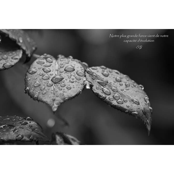 Etoile blanche pour la vente par L'Ecriture D'Un Regard