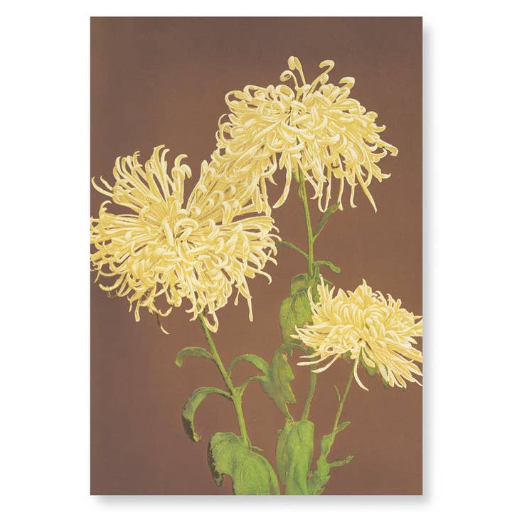 PHOTOMECHANICAL PRINT OF CHRYSANTHEMUMS (C.1890): 2xPrints for wholesale by Ezen Trade