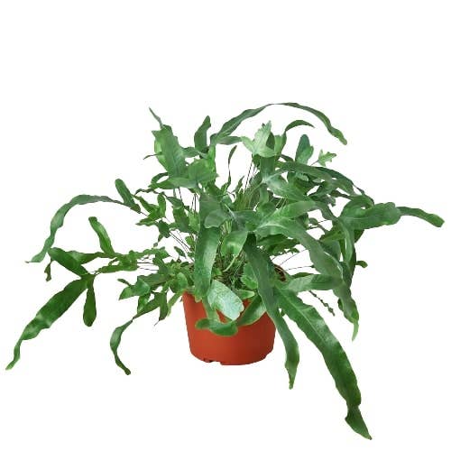 FERN BLUE STAR 6-inch for wholesale by House Plant Wholesale