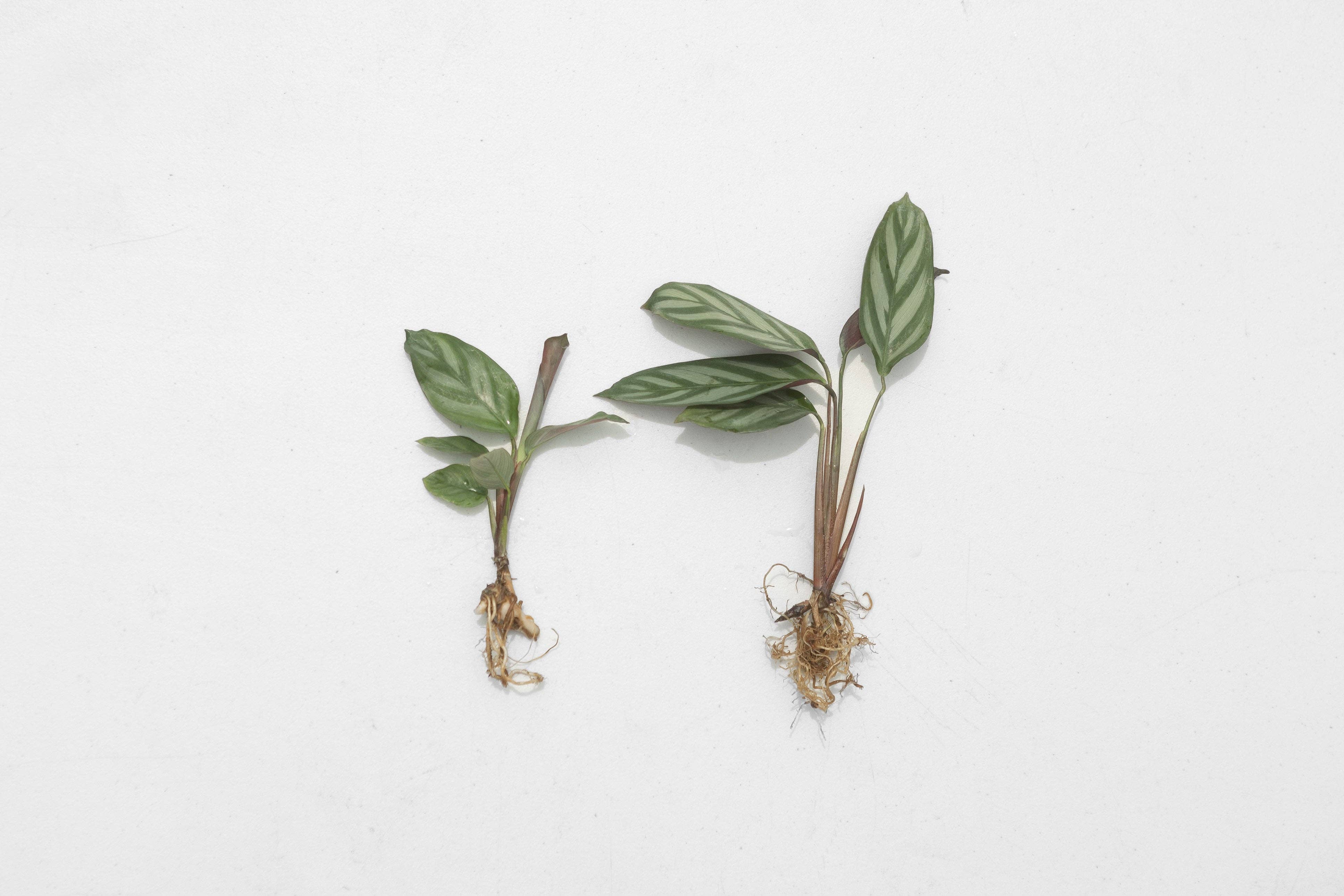 Air Plant Shop - Wholesale Live Plant - Calathea 'Prayer Plants' Anulque Fresh Rooted Cuttings2