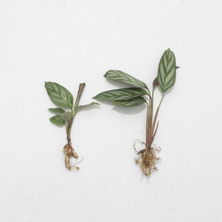 Air Plant Shop - Wholesale Live Plant - Calathea 'Prayer Plants' Anulque Fresh Rooted Cuttings2