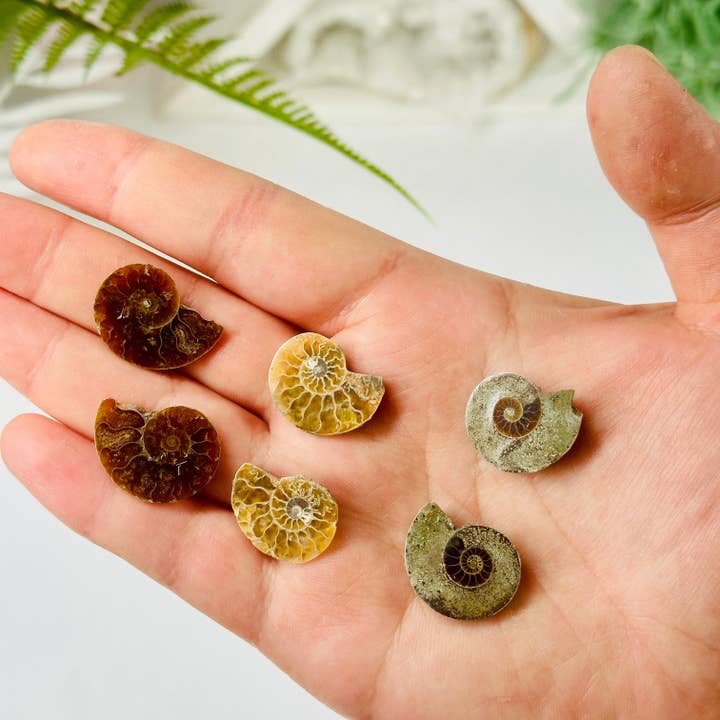 Rock Paradise - Wholesale Spiritual Stone/Crystal - Ammonite Fossil Slices - Small Pairs - You Choose2