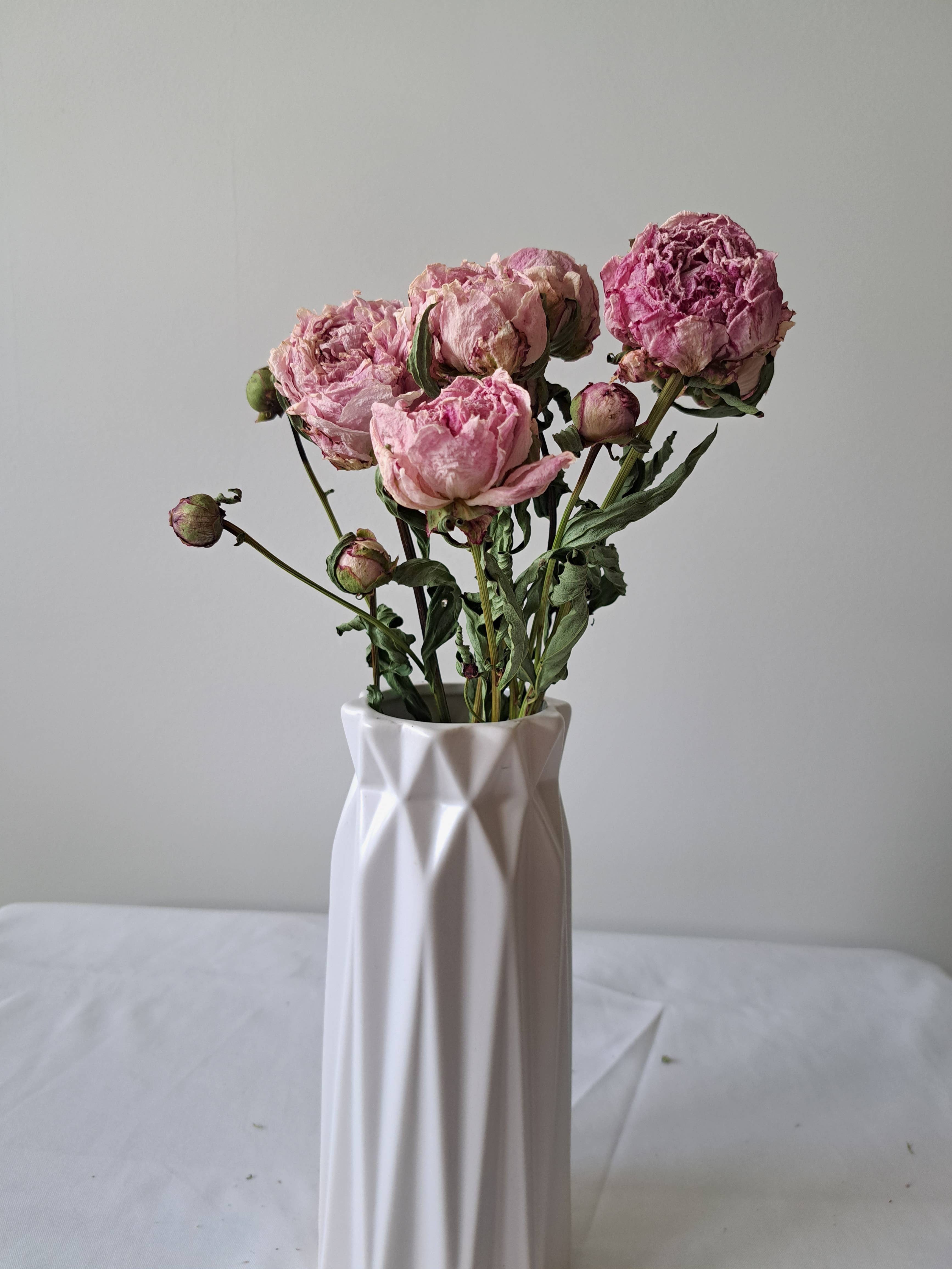 Fence Post Florals – Flores secas/prensadas por atacado – Pivôas Sarah Bernhard2