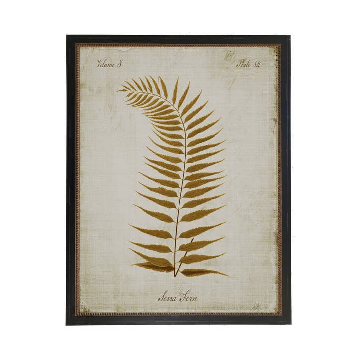 Antique Curiosities Inc - Wholesale Art Print - Sepia Serra Fern On Aged Background