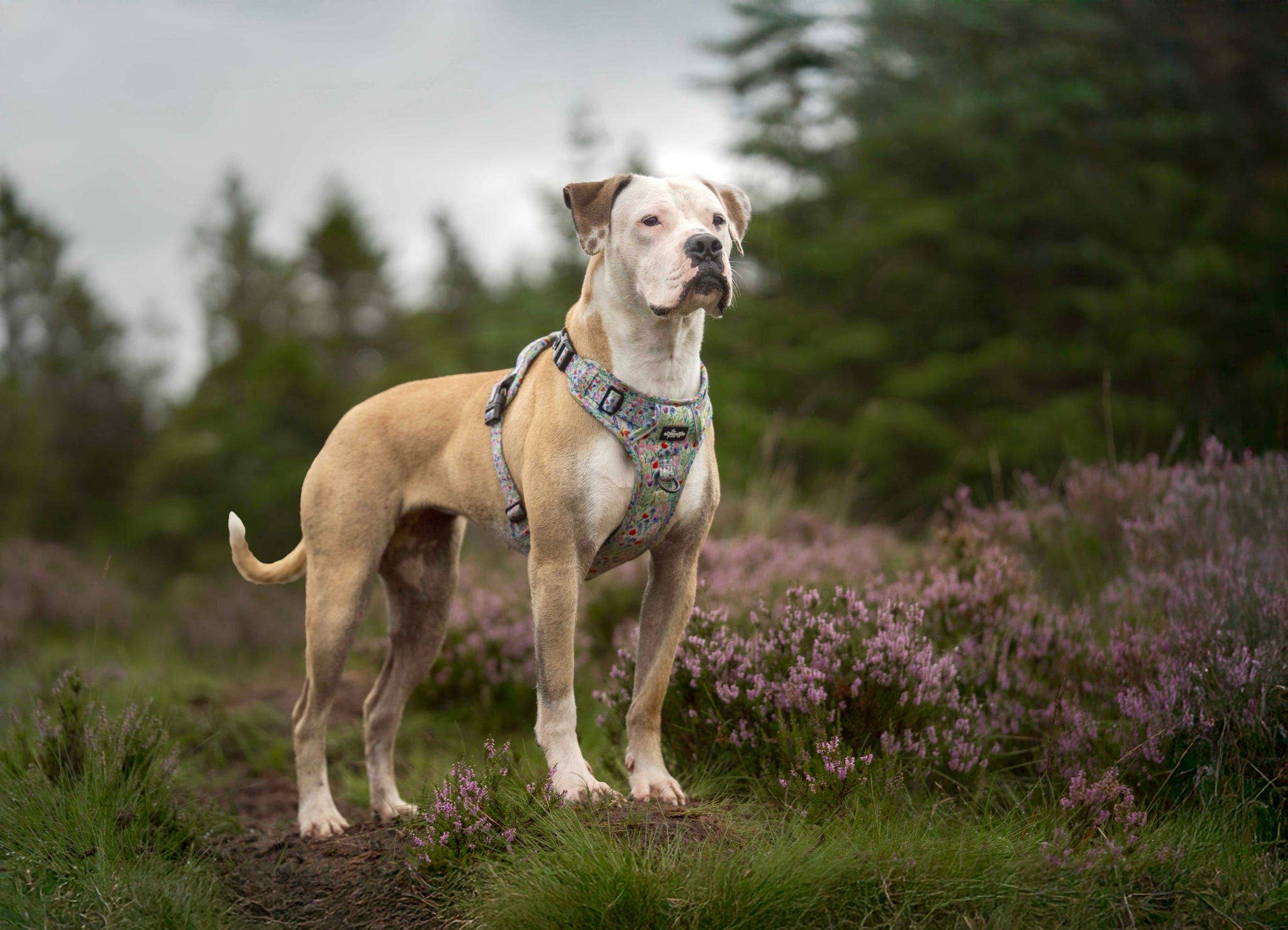 The aDoraBle Pooch Company - Wholesale Tuig voor huisdieren - Hond - Hike & Go Lite™ Harnas - Wildflower Meadow28