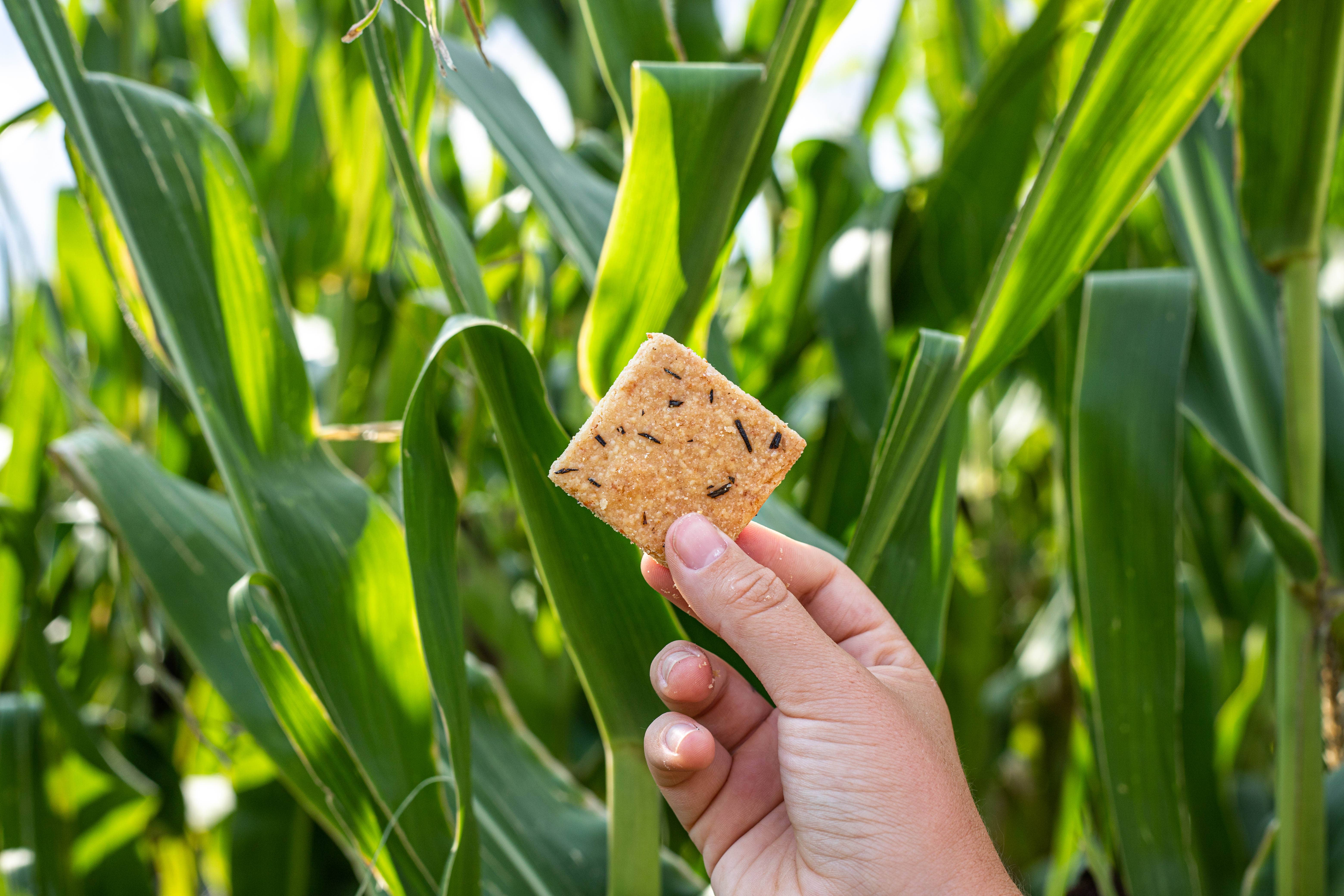 Brooklyn Brittle - Wholesale Cookie - Italian Cookie Brittle – Rosemary Parmesan | Snack Pack4