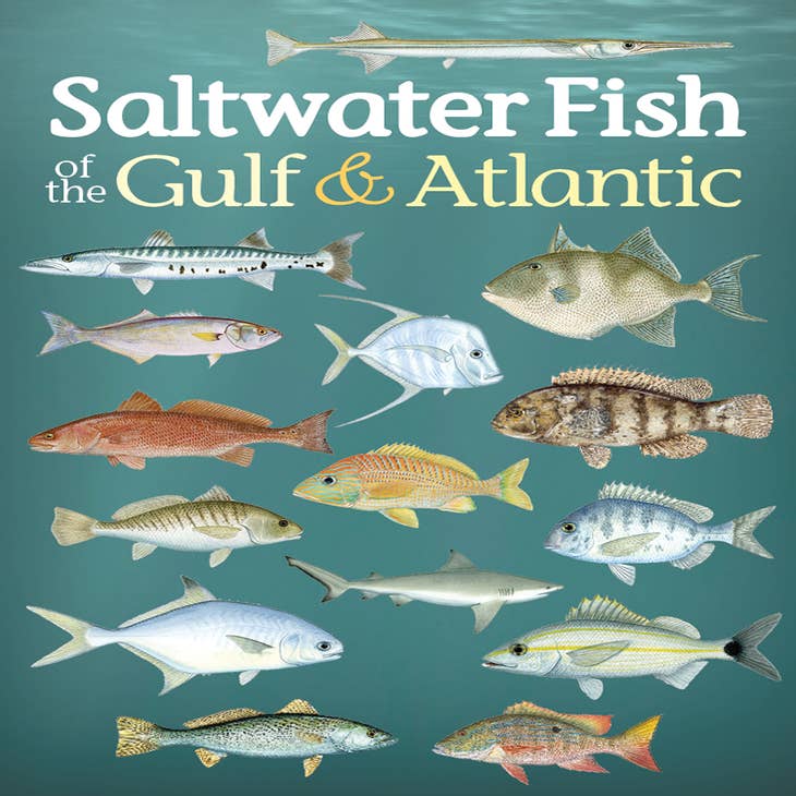 Wholesale Saltwater Fish of Gulf & Atlantic PCards for your store - Faire