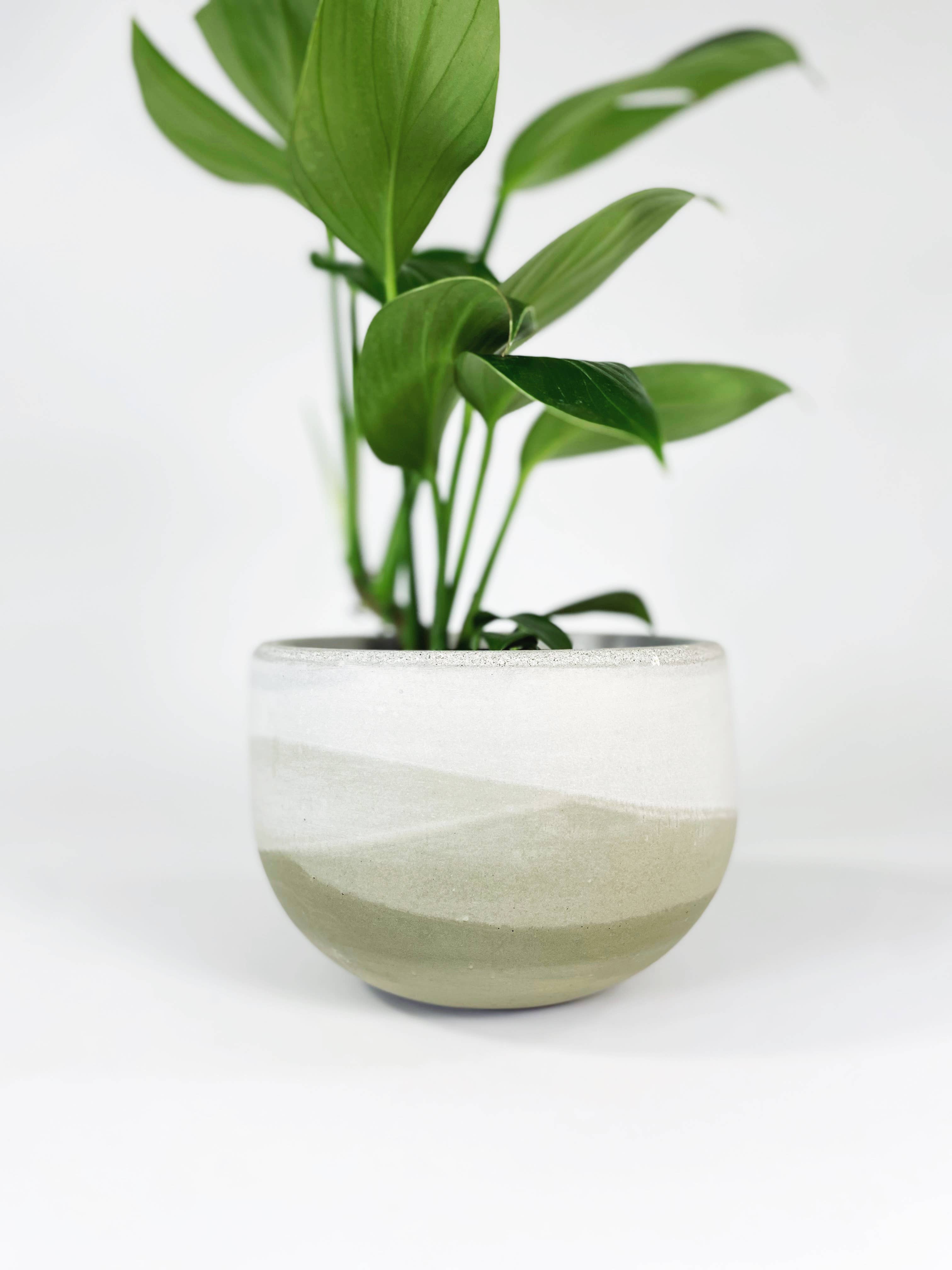 Settlewell - Wholesale Plant Pot - 6" Concrete Bowl Planter / 16 Colors11