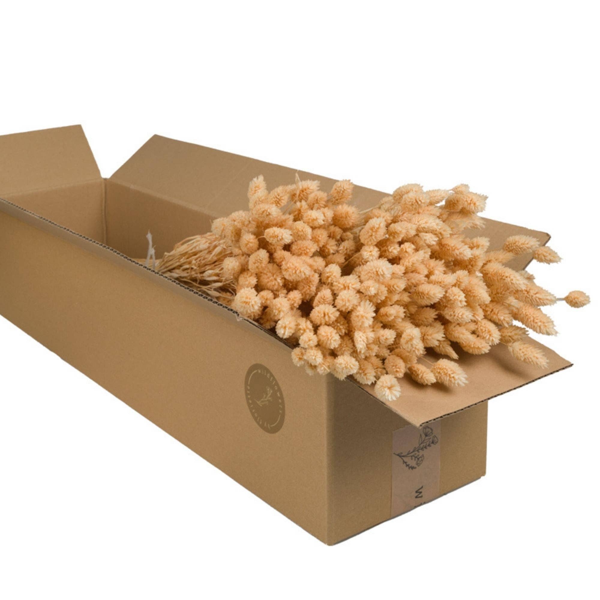 Wildflowers by Floriette - Vendita all'ingrosso Fiori secchi/pressati - Fiori secchi - Phalaris Bleached0