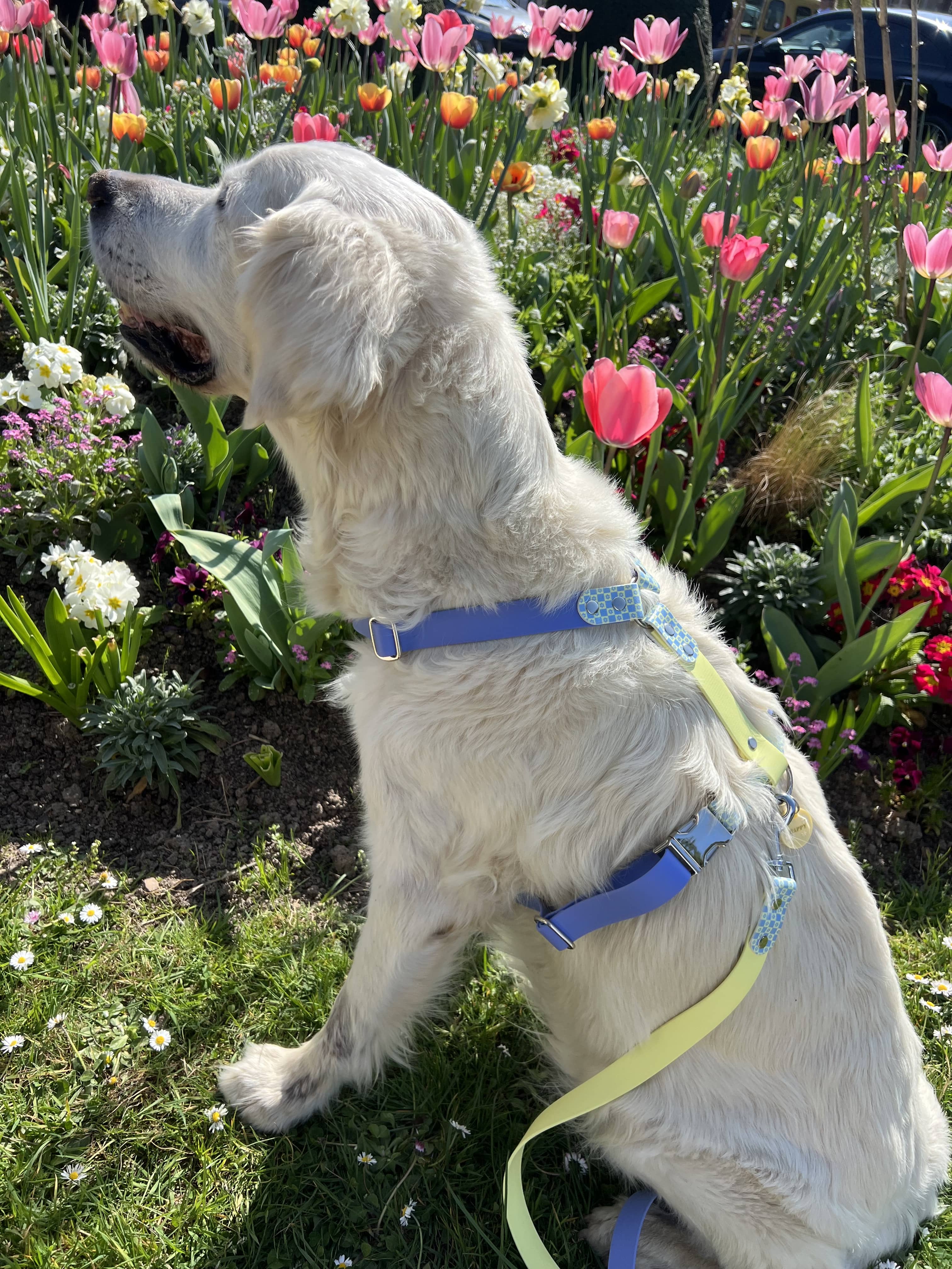 Splash By Happy - Wholesale Pet Collar - Dog - 🌼 Happy Flower 🌼9