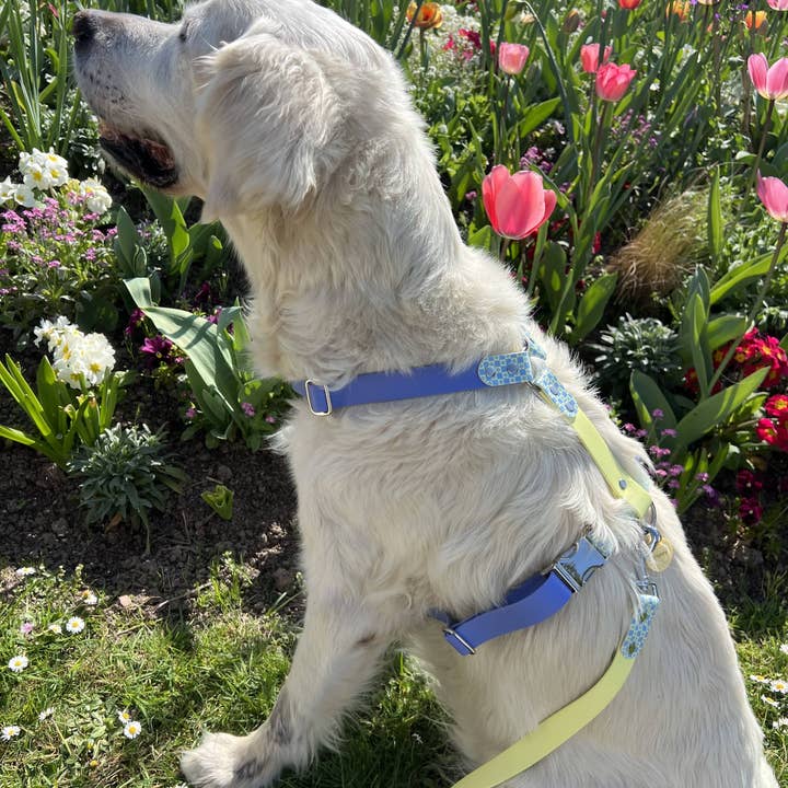 Splash By Happy - Wholesale Pet Collar - Dog - 🌼 Happy Flower 🌼9