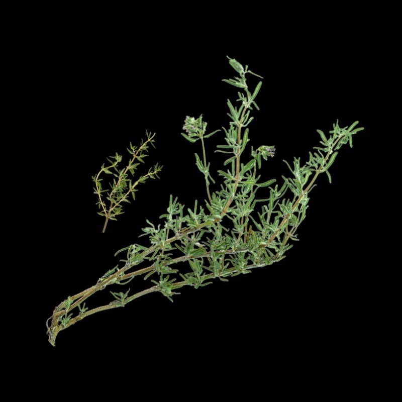 Epices Max Daumin – wholesale Herbs – Thyme IGP from Provence1