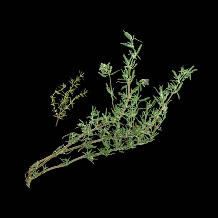 Epices Max Daumin – wholesale Herbs – Thyme IGP from Provence1