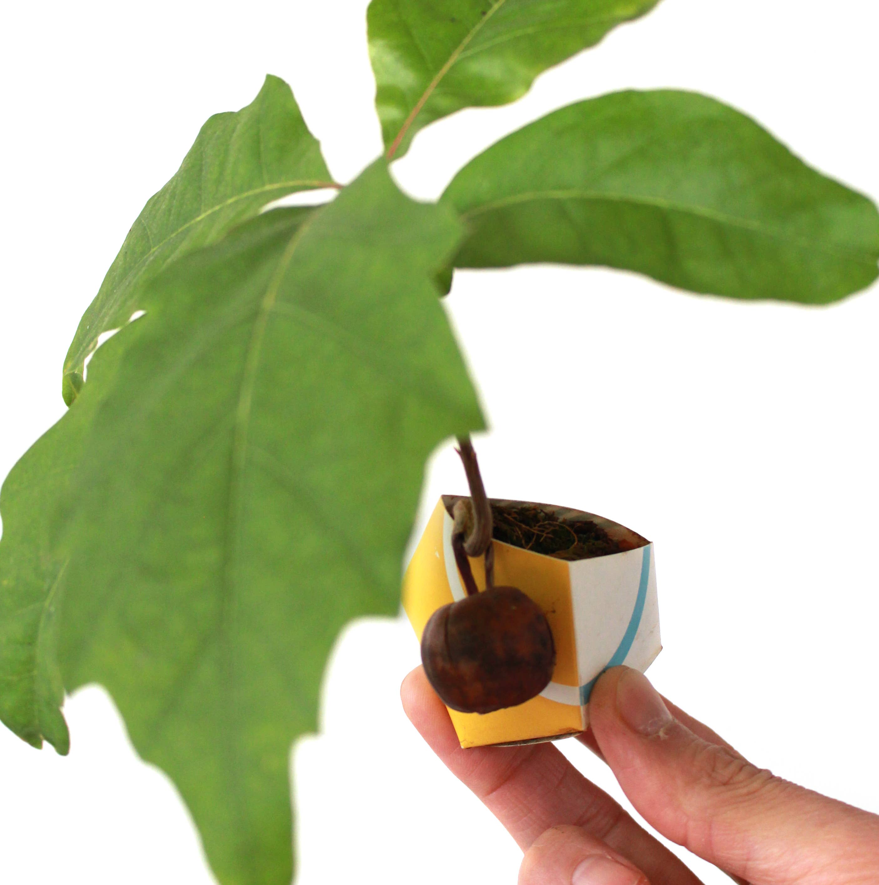 OriBon - Wholesale DIY Craft Kit - 3 OriBon - Modern collection4