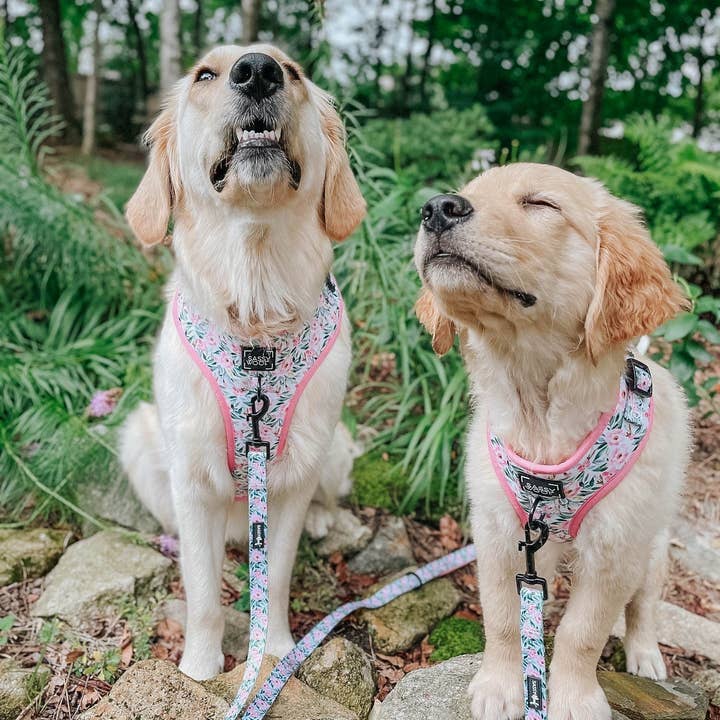 SASSY WOOF - Wholesale Pet Leash - Dog - Dog Leash - Magnolia6