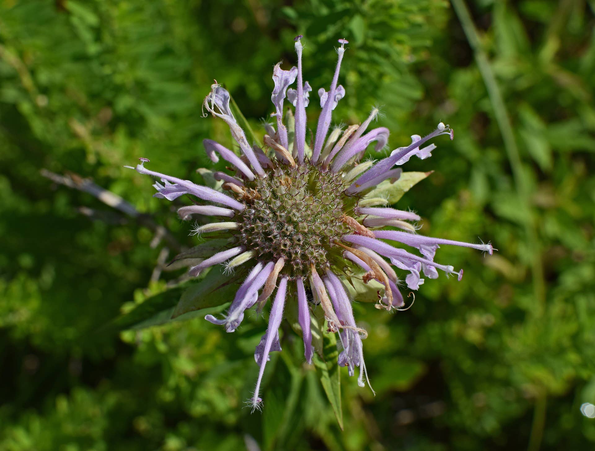 Decker Rd. Seeds - Wholesale Plant Seeds - Wild Bergamot Seeds4