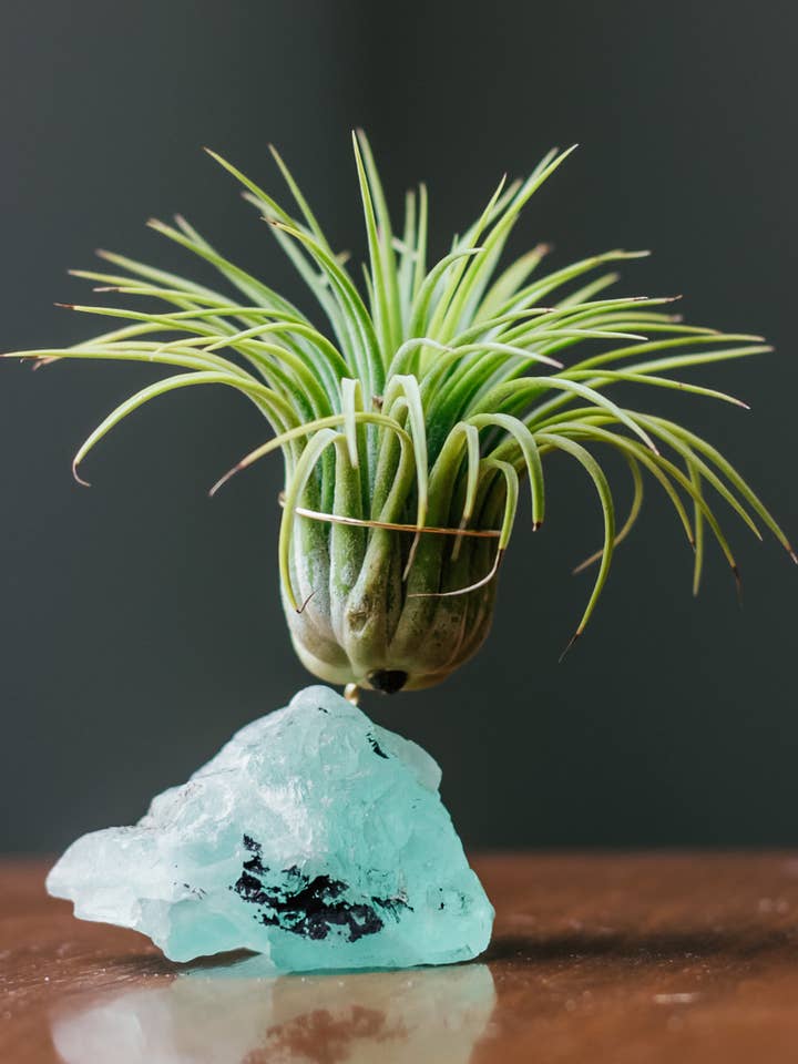 Fluorite Air Plant Holder (air plant not included) for wholesale by Till and Prism
