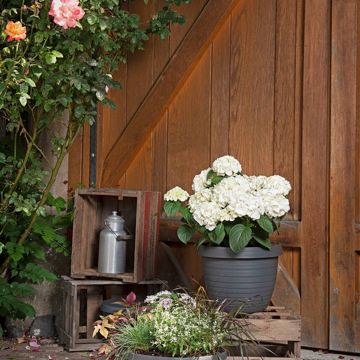 Scheurich - Vente Pot - Country Star 270 bac à fleurs/plante en plastique6