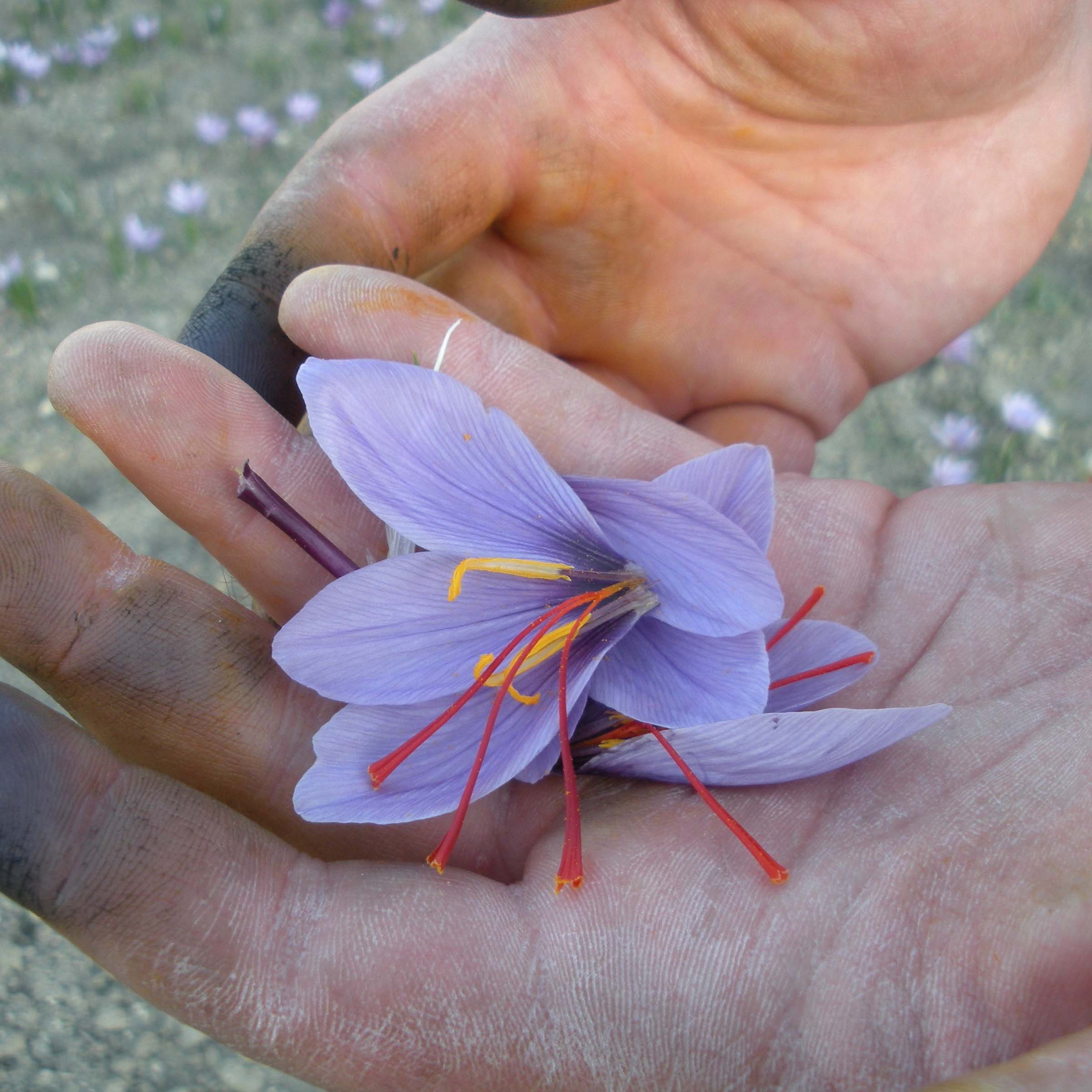 Curio Spice Co - Wholesale Dried Spice Mix - Kozani Spice2