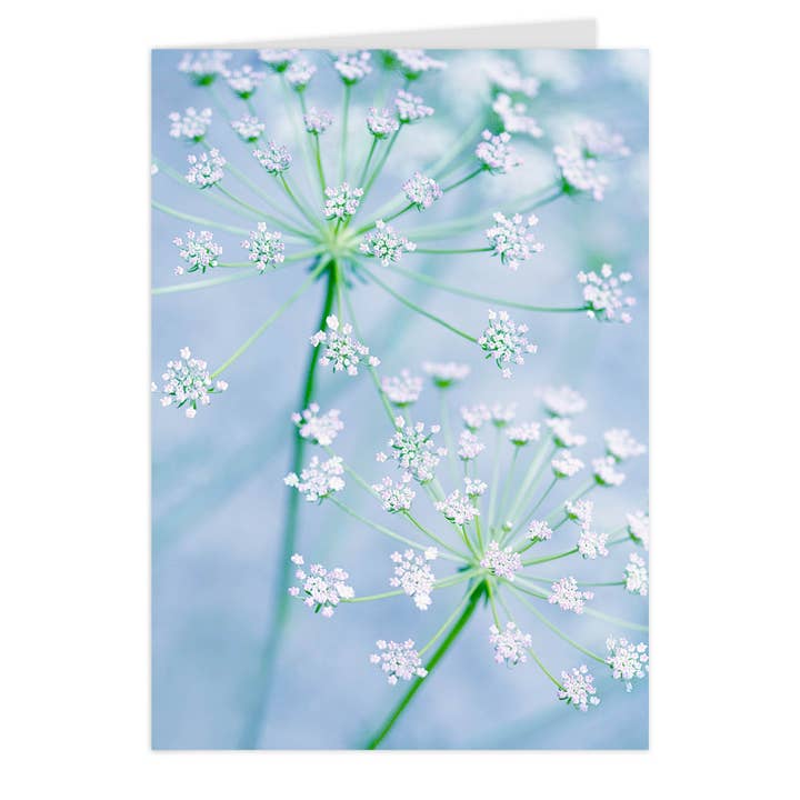 Midi folding card "Umbel Stars" for wholesale by paruspaper. nutzfeine papeterie