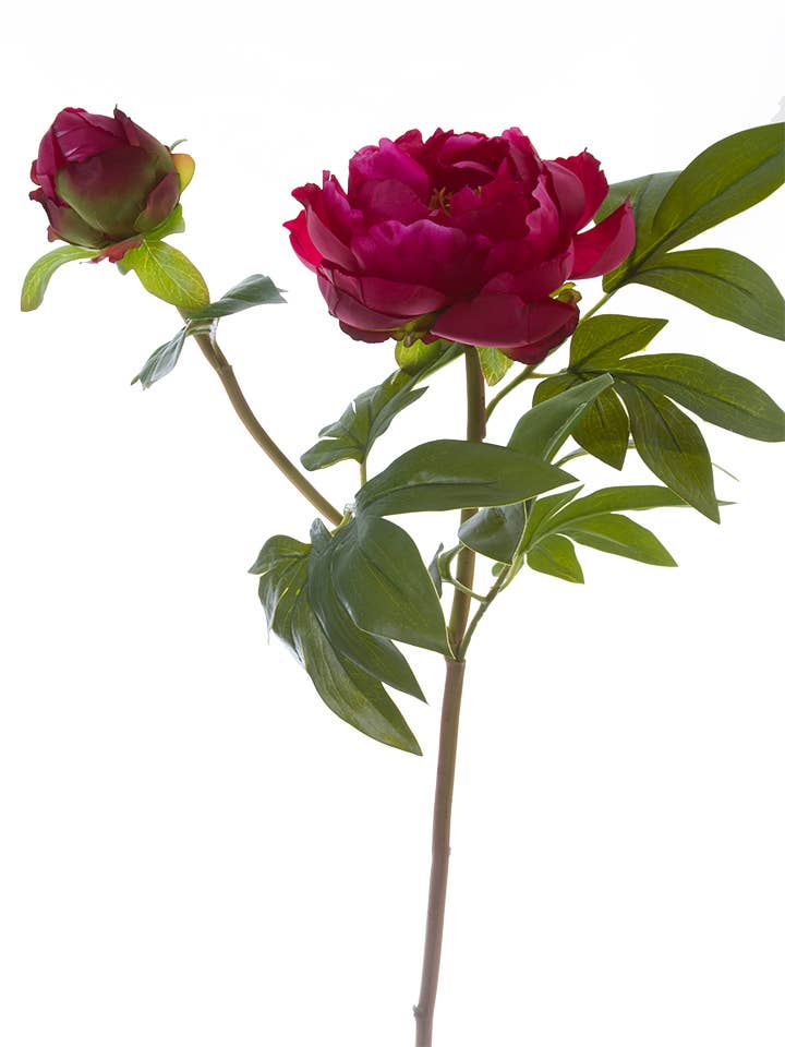 Branche de pivoine arbustive de 31 pouces pour la vente par American Best