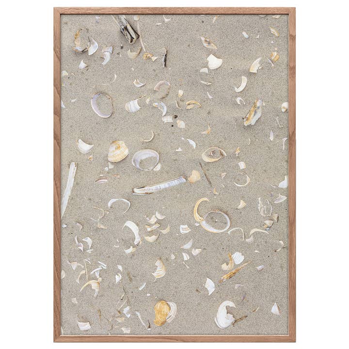 Seashells for wholesale by Foto Factory